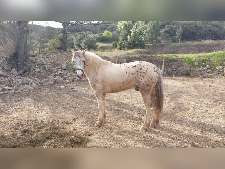 Welsh-D Mix Wallach 7 Jahre 140 cm in Vierherrenborn