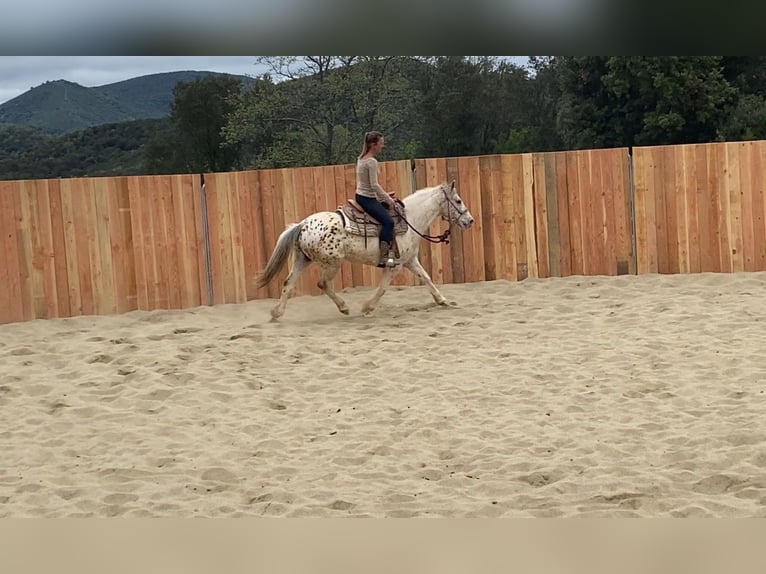 Welsh-D Mix Wallach 7 Jahre 140 cm in Vierherrenborn