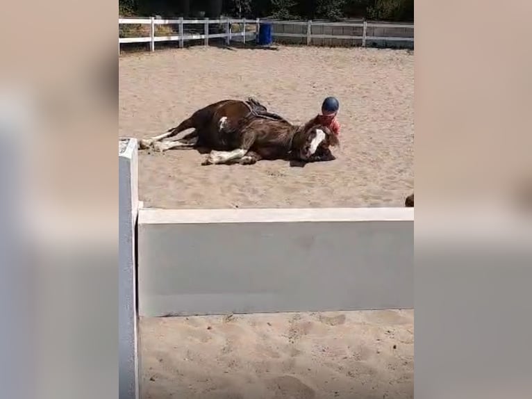 Welsh-D Mix Wallach 7 Jahre 146 cm Dunkelfuchs in Oberlangen
