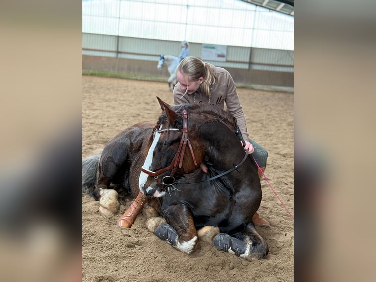 Welsh-D Mix Wallach 7 Jahre 146 cm Dunkelfuchs in Oberlangen