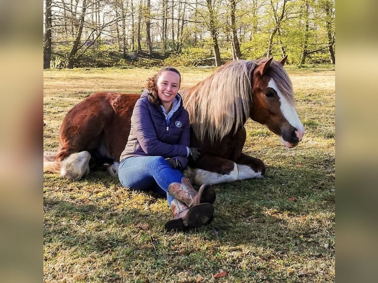 Welsh-D Mix Wallach 7 Jahre 146 cm Dunkelfuchs in Oberlangen