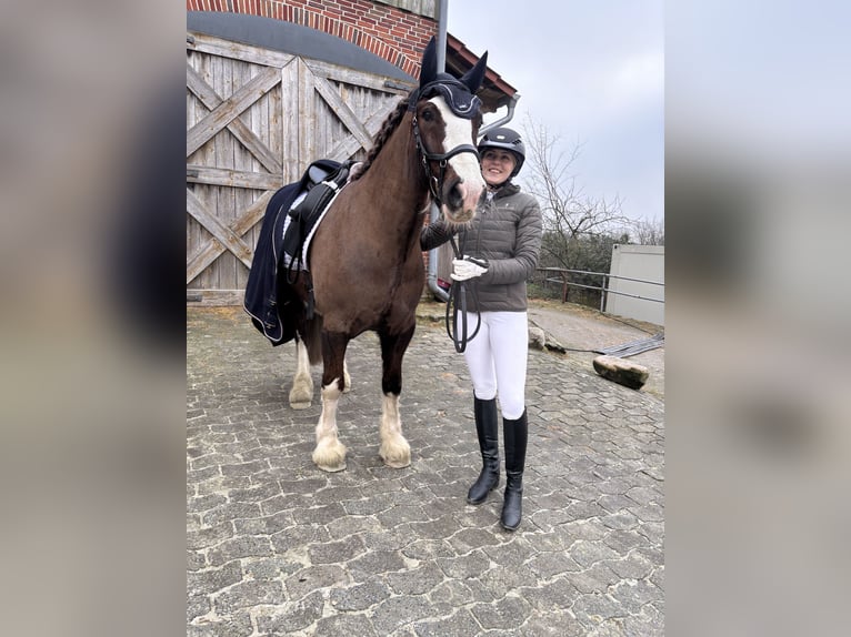 Welsh-D Mix Wallach 7 Jahre 146 cm Dunkelfuchs in Oberlangen