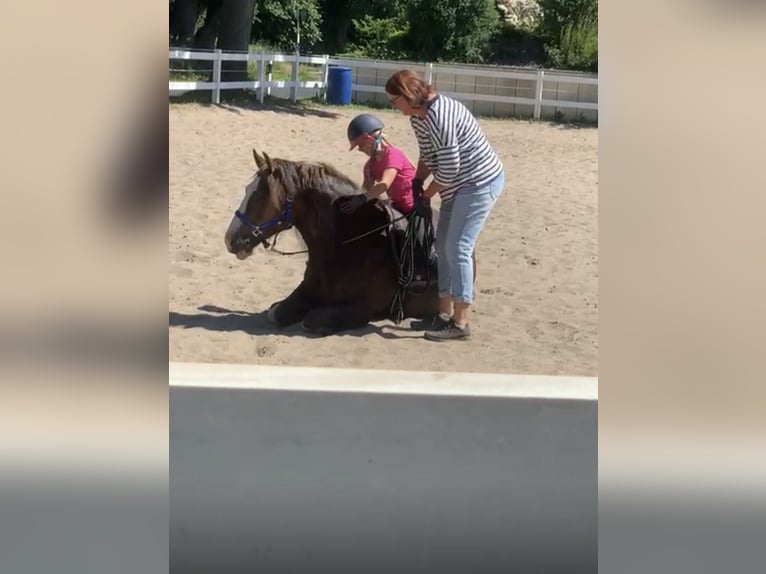 Welsh-D Mix Wallach 7 Jahre 146 cm Dunkelfuchs in Oberlangen