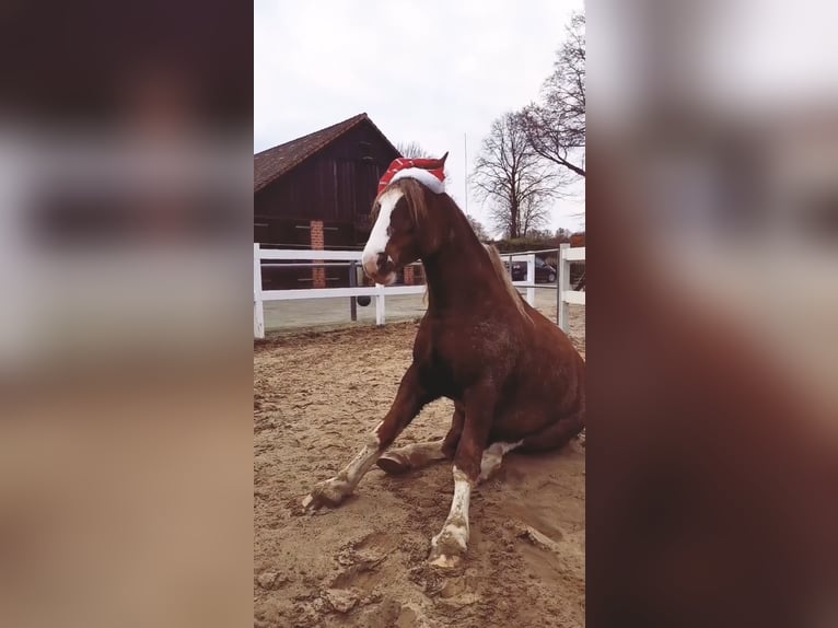 Welsh-D Mix Wallach 7 Jahre 146 cm Dunkelfuchs in Oberlangen