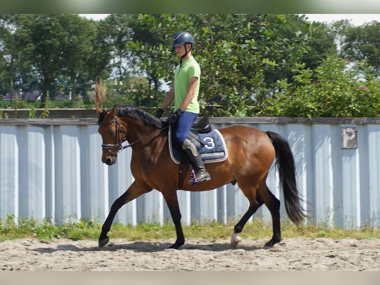 Welsh-D Wallach 7 Jahre 148 cm Brauner in Wieringerwerf