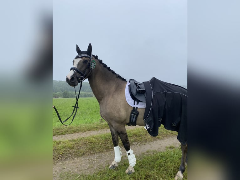 Welsh-D Wallach 7 Jahre 148 cm Falbe in Bebra