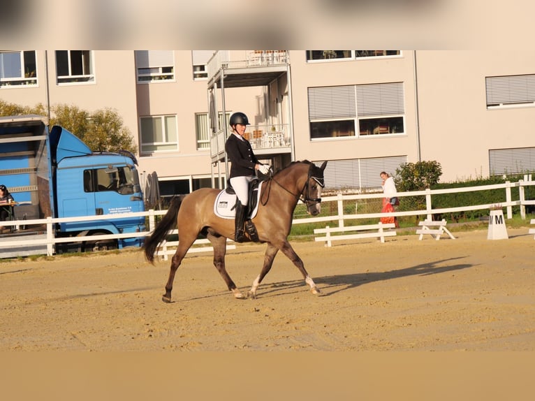 Welsh-D Wallach 7 Jahre 148 cm Falbe in Bebra