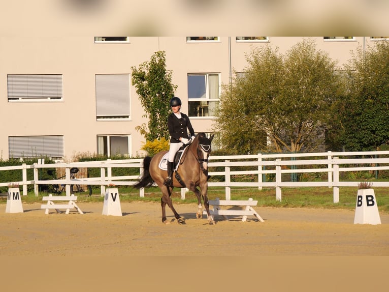 Welsh-D Wallach 7 Jahre 148 cm Falbe in Bebra