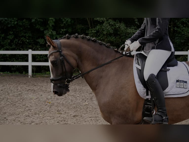 Welsh-D Wallach 7 Jahre 148 cm Falbe in Bebra