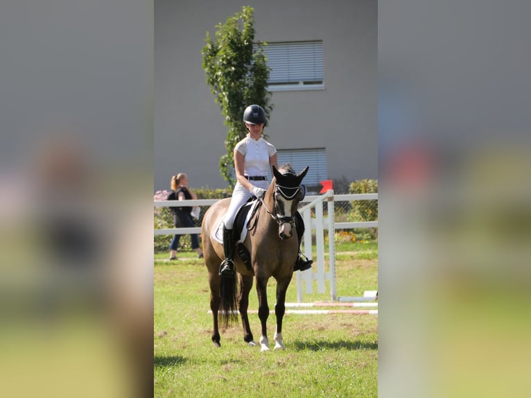 Welsh-D Wallach 7 Jahre 148 cm Falbe in Bebra