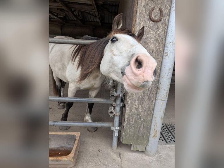 Welsh-D Wallach 7 Jahre 150 cm Buckskin in Blankenfelde