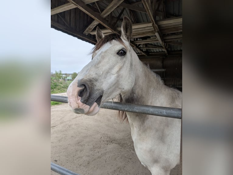 Welsh-D Wallach 7 Jahre 150 cm Buckskin in Blankenfelde