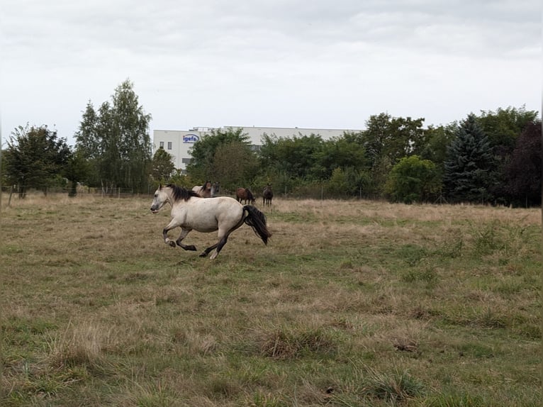 Welsh-D Wallach 7 Jahre 150 cm Buckskin in Blankenfelde