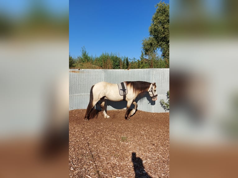 Welsh-D Wallach 7 Jahre 150 cm Buckskin in Blankenfelde