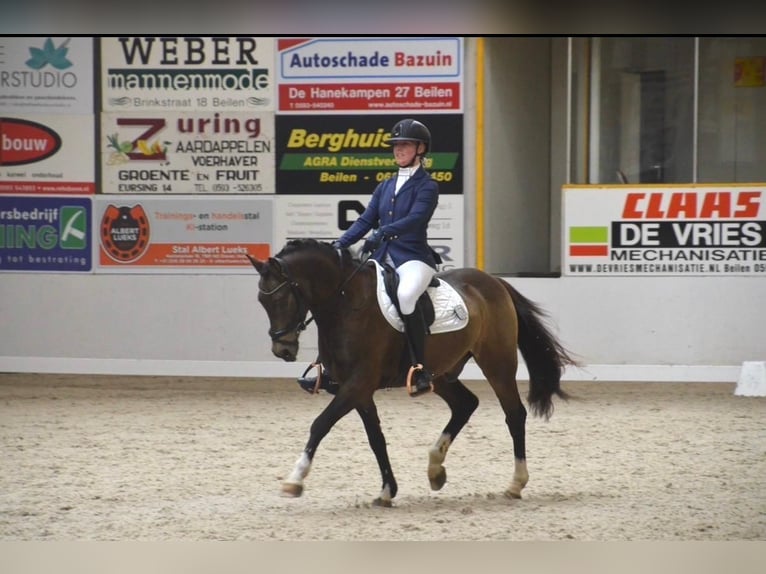 Welsh-D Wallach 8 Jahre 148 cm  in Beilen