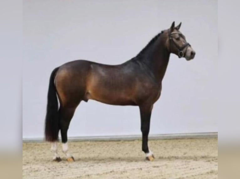 Welsh-D Wallach 8 Jahre 148 cm  in Beilen