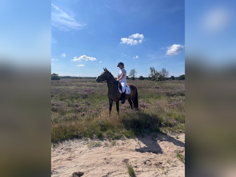 Welsh-D Wallach 8 Jahre 148 cm  in Beilen