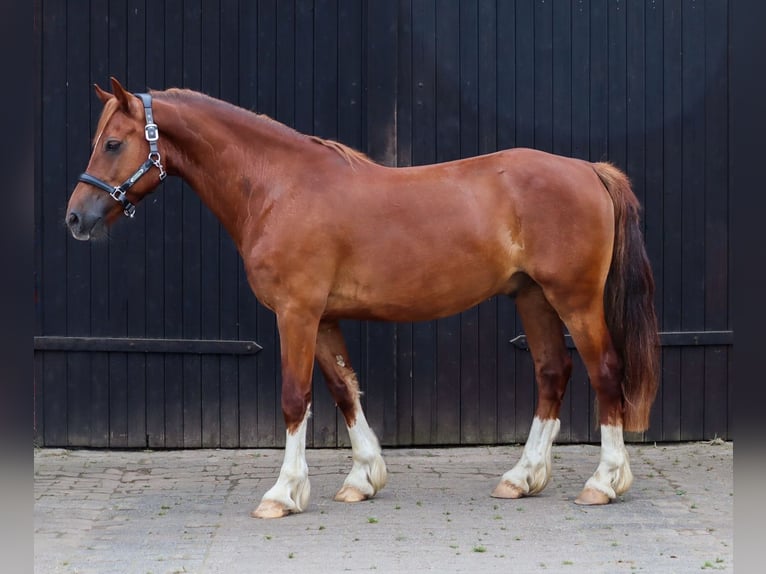 Welsh-D Wallach 8 Jahre 148 cm Fuchs in Loxstedt Welsh-D Wallach 8 Jahre 148 cm Fuchs in Loxstedt