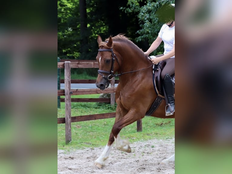 Welsh-D Wallach 8 Jahre 148 cm Fuchs in Loxstedt Welsh-D Wallach 8 Jahre 148 cm Fuchs in Loxstedt