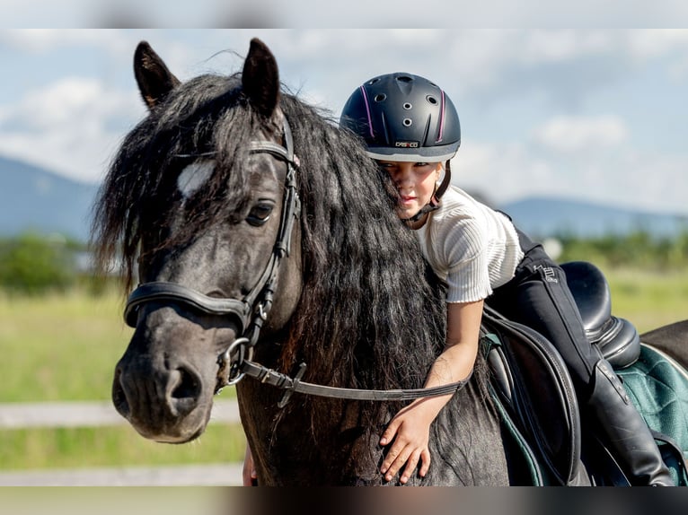 Welsh-D Wallach 8 Jahre 148 cm Rappe in Drobollach