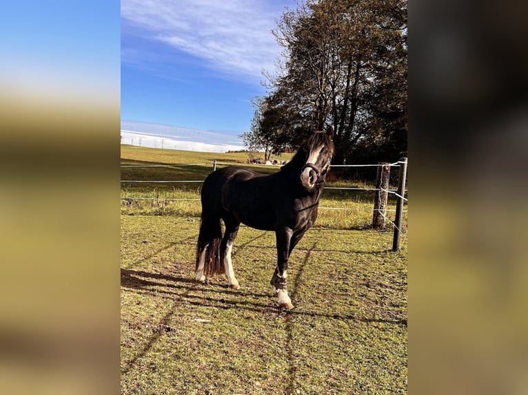 Welsh-D Wallach 8 Jahre 148 cm Rappe in Amstetten