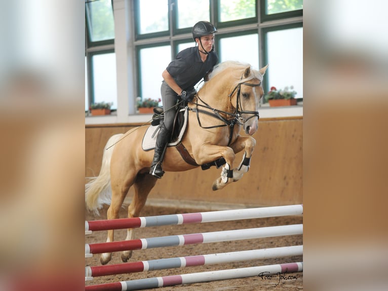 Welsh-D Wallach 8 Jahre 149 cm Palomino in Stahnsdorf