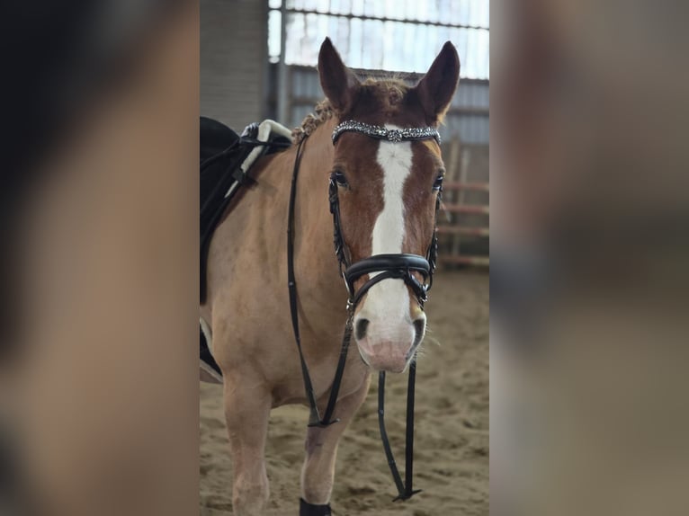 Welsh-D Wallach 8 Jahre 150 cm Fuchs in Obernkirchen