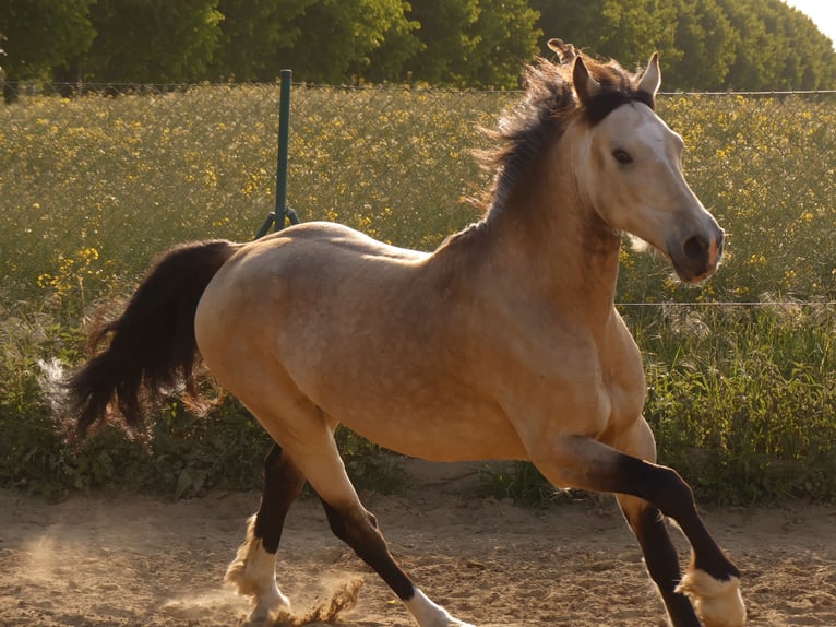 Welsh-D Wallach 8 Jahre 152 cm Buckskin in Jarmen