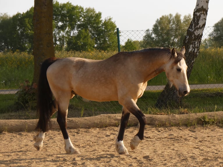 Welsh-D Wallach 8 Jahre 152 cm Buckskin in Jarmen