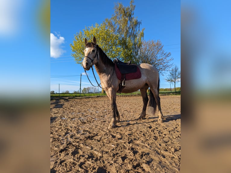 Welsh-D Wallach 8 Jahre 152 cm Buckskin in Jarmen