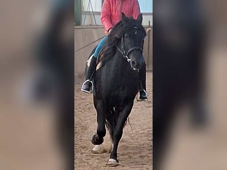 Welsh-D Wallach 8 Jahre 155 cm Schwarzbrauner in Göttingen