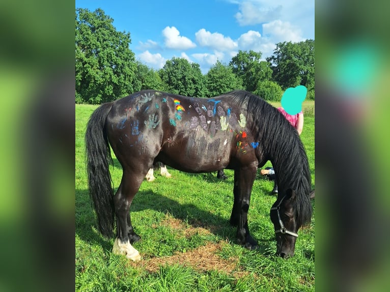 Welsh-D Wallach 8 Jahre 155 cm Schwarzbrauner in Göttingen
