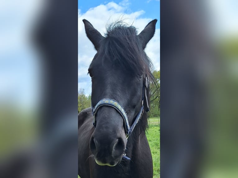 Welsh-D Wallach 8 Jahre 155 cm Schwarzbrauner in Göttingen
