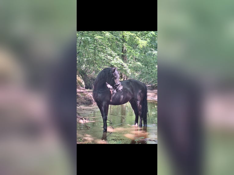 Welsh-D Wallach 8 Jahre 155 cm Schwarzbrauner in Göttingen