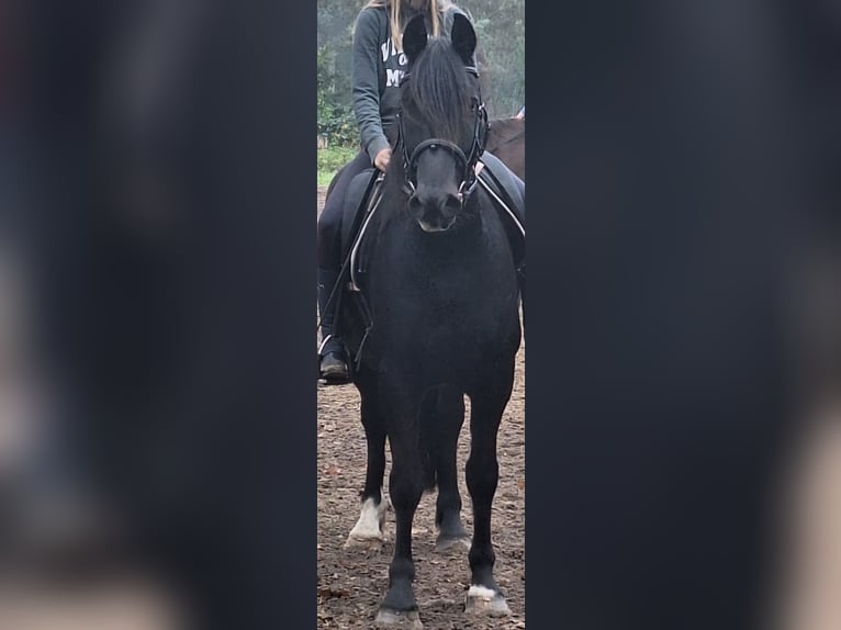 Welsh-D Wallach 8 Jahre 155 cm Schwarzbrauner in Göttingen