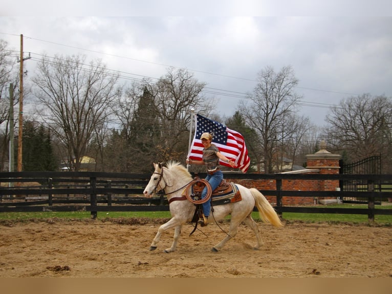 Welsh-D Wallach 9 Jahre 137 cm Rotfuchs in Highland MI