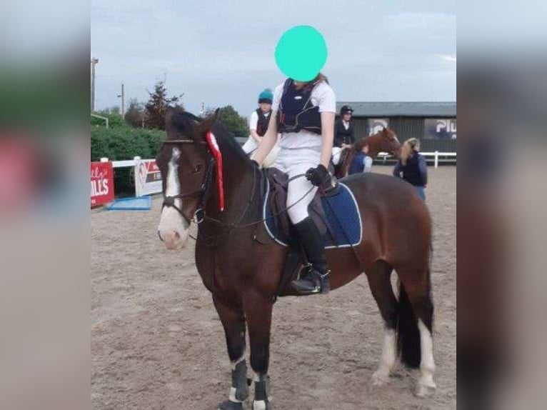 Welsh-D Wallach 9 Jahre 140 cm Rotbrauner in Sligo