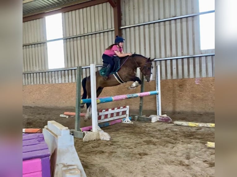 Welsh-D Wallach 9 Jahre 140 cm Rotbrauner in Sligo