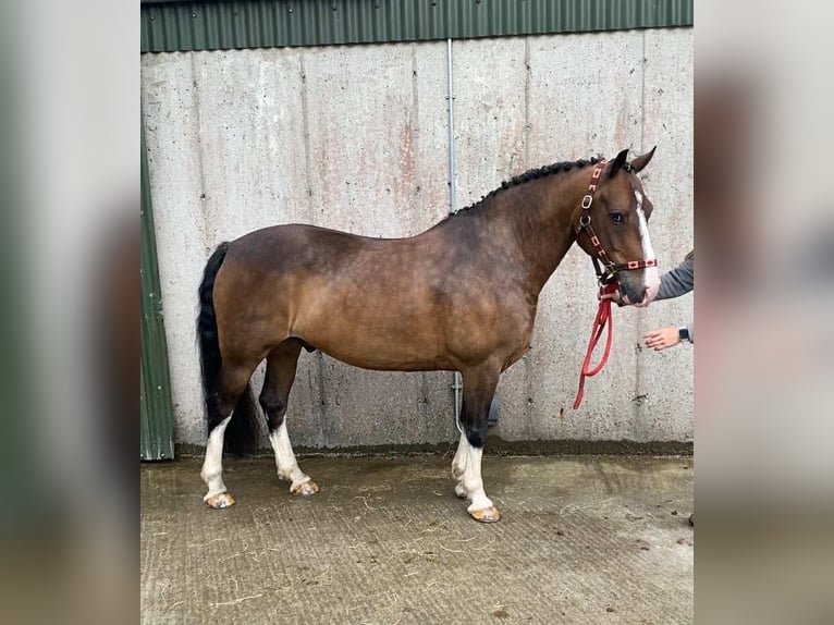 Welsh-D Wallach 9 Jahre 140 cm Rotbrauner in Sligo