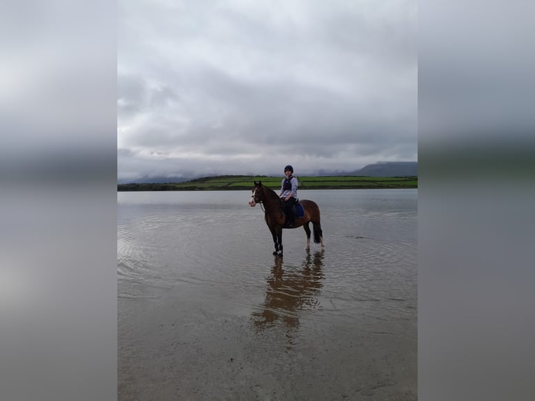 Welsh-D Wallach 9 Jahre 140 cm Rotbrauner in Sligo