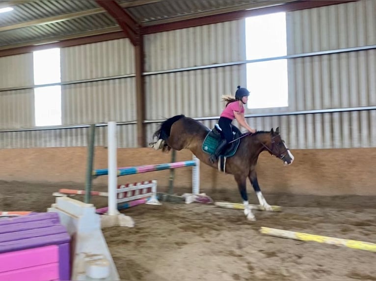 Welsh-D Wallach 9 Jahre 140 cm Rotbrauner in Sligo