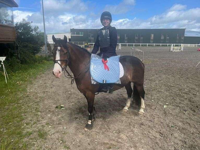Welsh-D Wallach 9 Jahre 140 cm Rotbrauner in Sligo