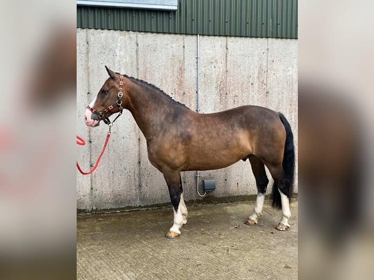 Welsh-D Wallach 9 Jahre 140 cm Rotbrauner in Sligo