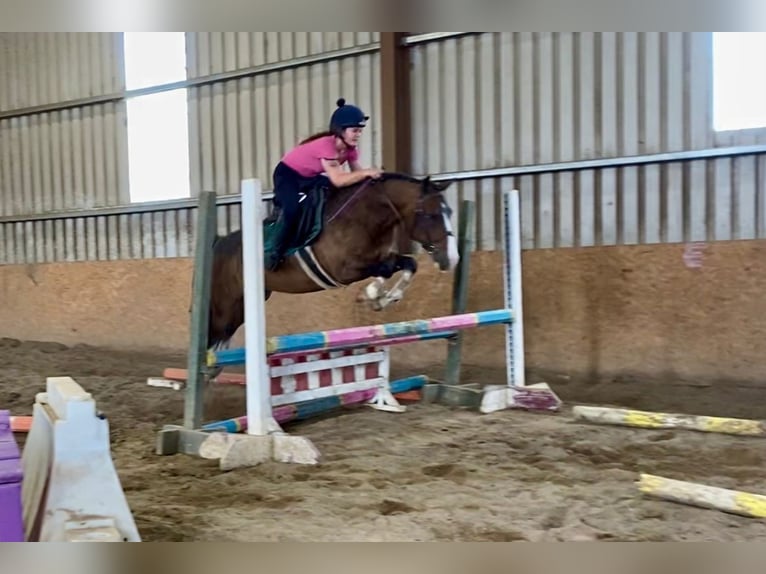 Welsh-D Wallach 9 Jahre 140 cm Rotbrauner in Sligo