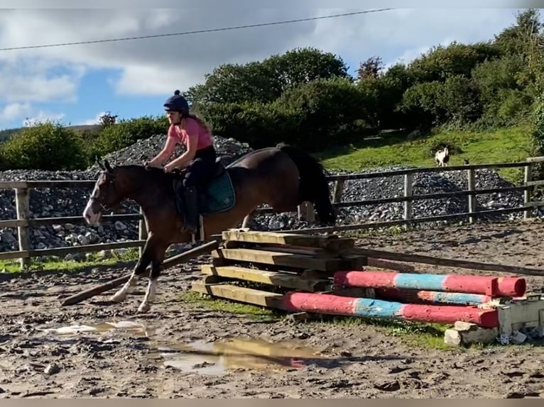 Welsh-D Wallach 9 Jahre 140 cm Rotbrauner in Sligo
