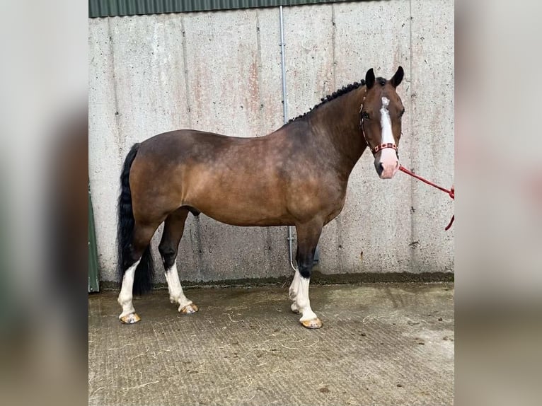 Welsh-D Wallach 9 Jahre 140 cm Rotbrauner in Sligo