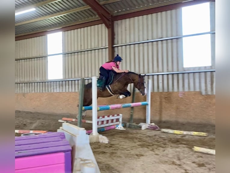 Welsh-D Wallach 9 Jahre 140 cm Rotbrauner in Sligo
