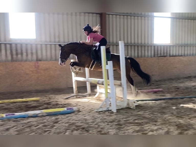 Welsh-D Wallach 9 Jahre 140 cm Rotbrauner in Sligo