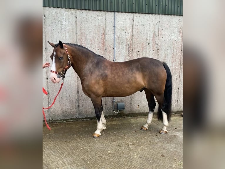 Welsh-D Wallach 9 Jahre 140 cm Rotbrauner in Sligo