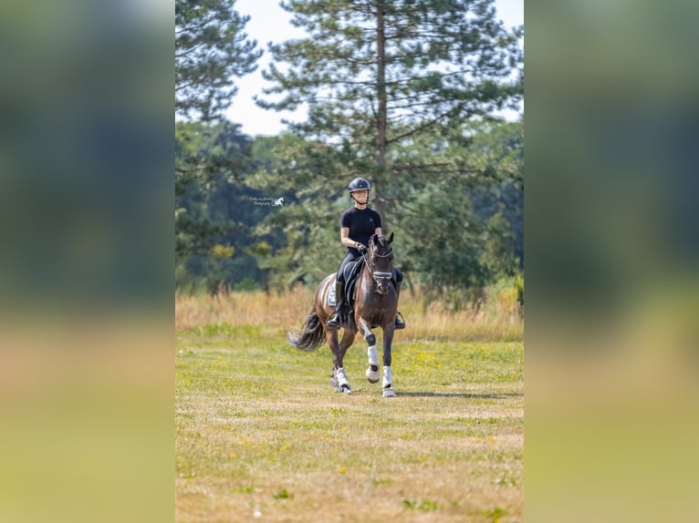 Welsh-D Wallach 9 Jahre 143 cm Dunkelbrauner in Oirschot
